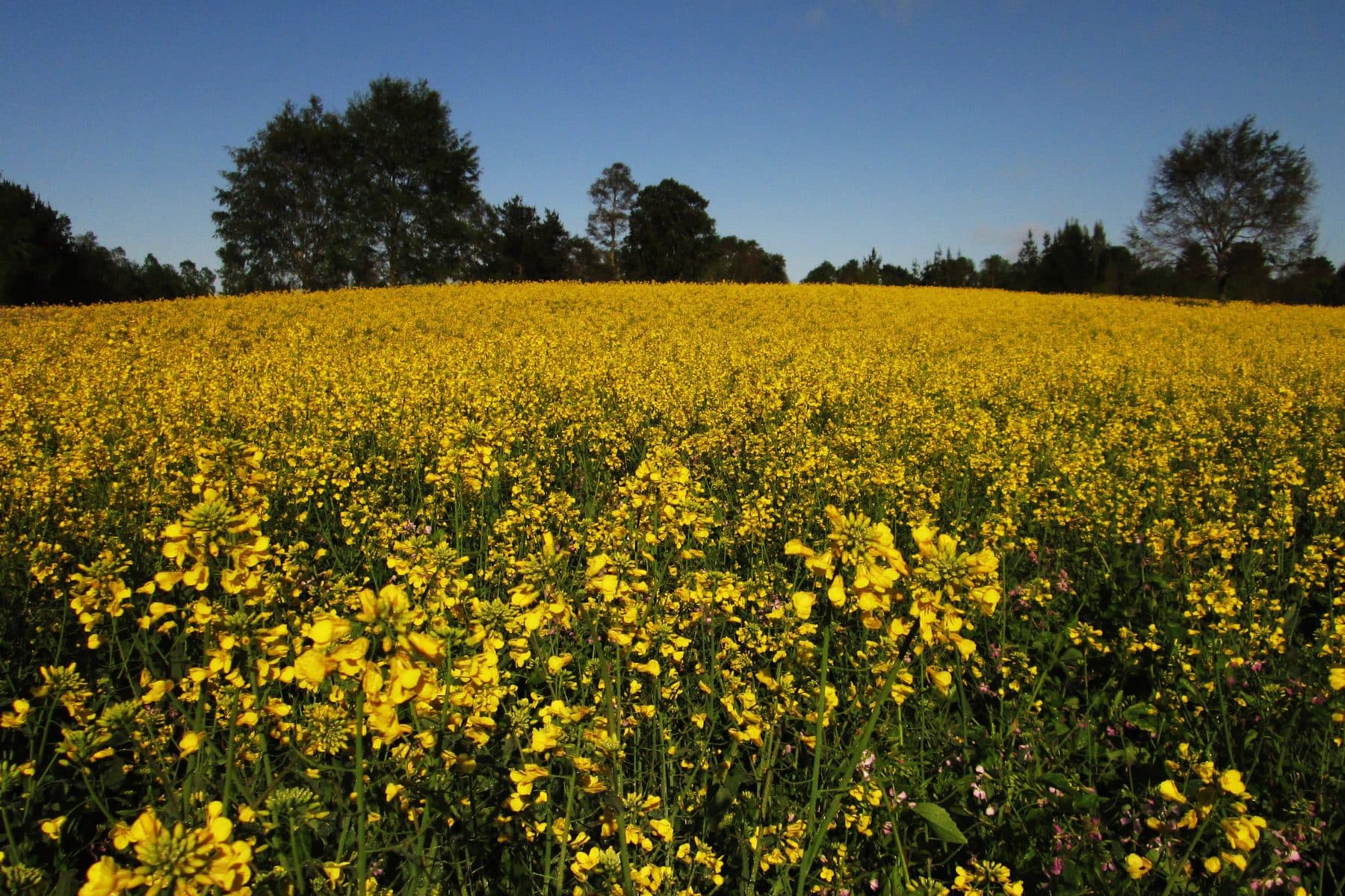 A field of rapeseed in full yellow flower under a clear sky in southern Chile