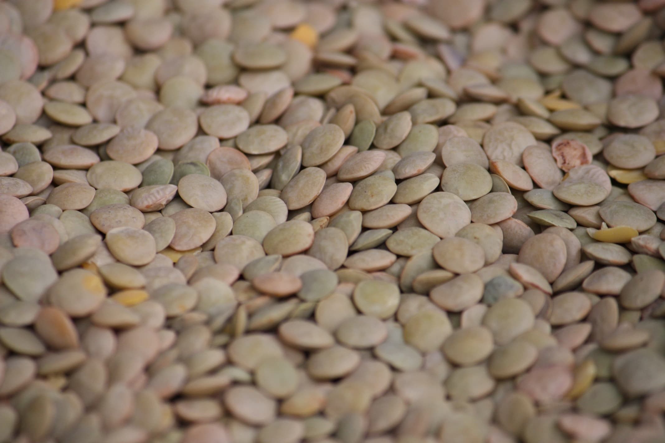 Whole green lentils filling the frame