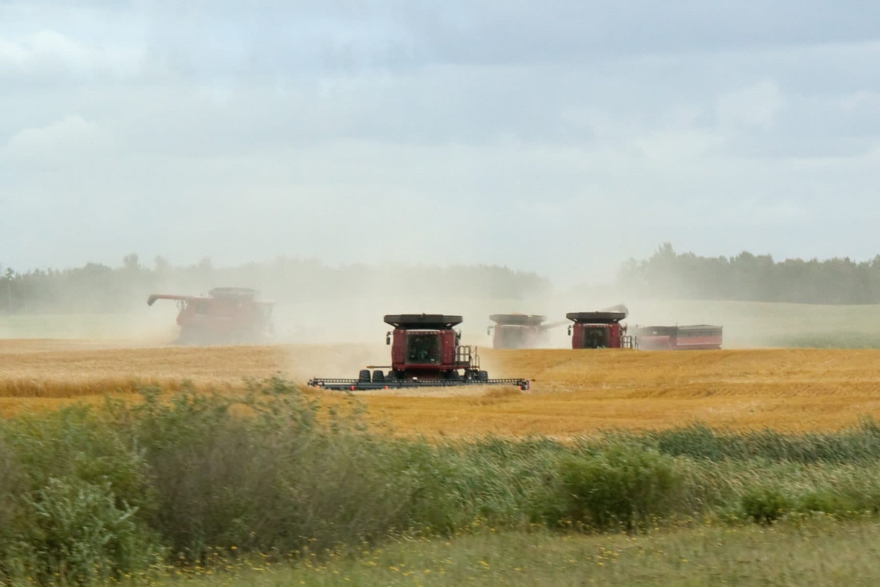 A line of combine harvesters cutting a grain field in a haze of dust on the Canadian Prairies