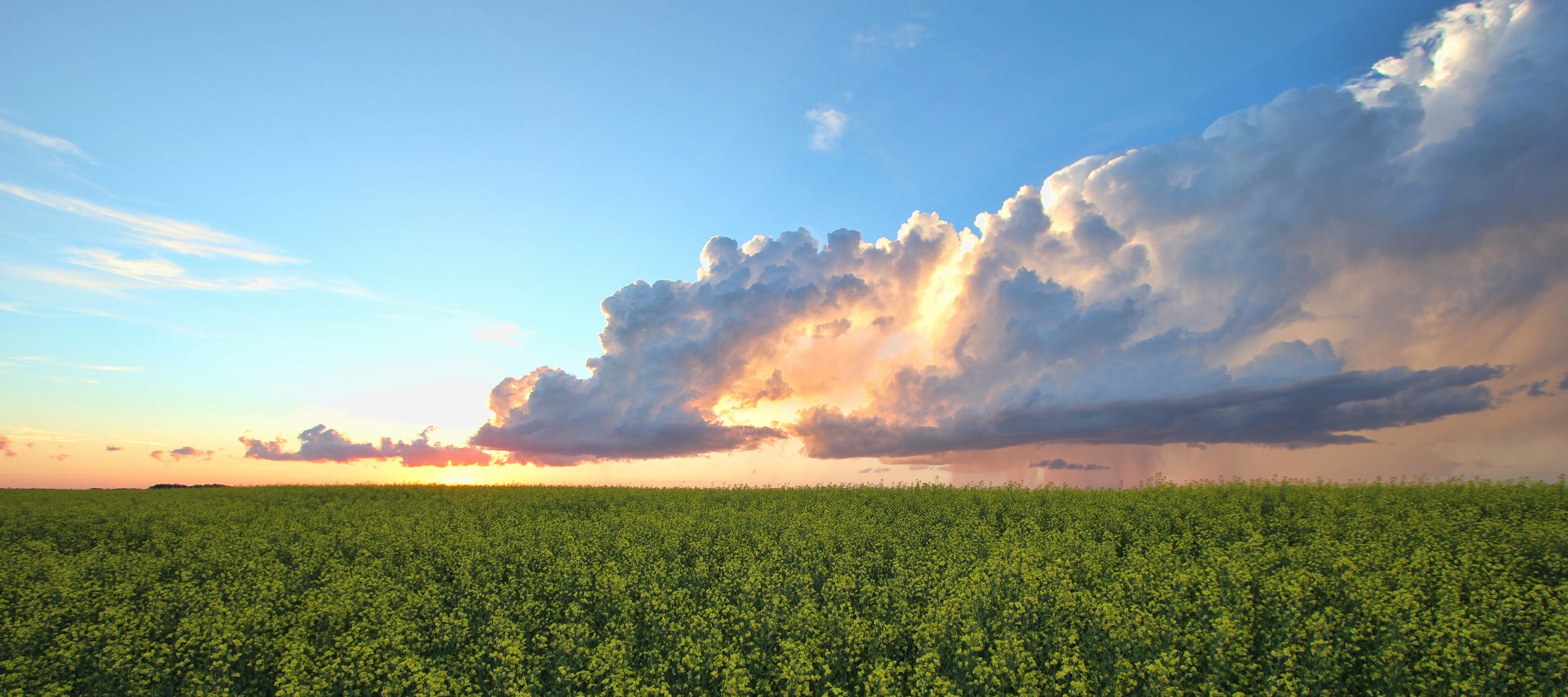 Canola in flower stretching to the horizon under a towering bank of cloud at sunset, on the Canadian Prairies